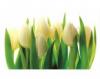 Poszter tapéta Fehér tulipánok papír 254 x 184 cm